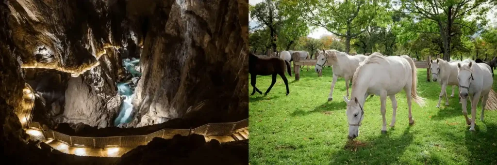 5 Day Itinerary in Slovenia nature and heritage tour image featuring a diptych: (left) the breathtaking underground canyon of Škocjan Caves with illuminated walking paths along the steep rock walls and the rushing Reka River below, and (right) a herd of famous white Lipizzaner horses grazing on a lush green pasture surrounded by trees at the historic Lipica Stud Farm.